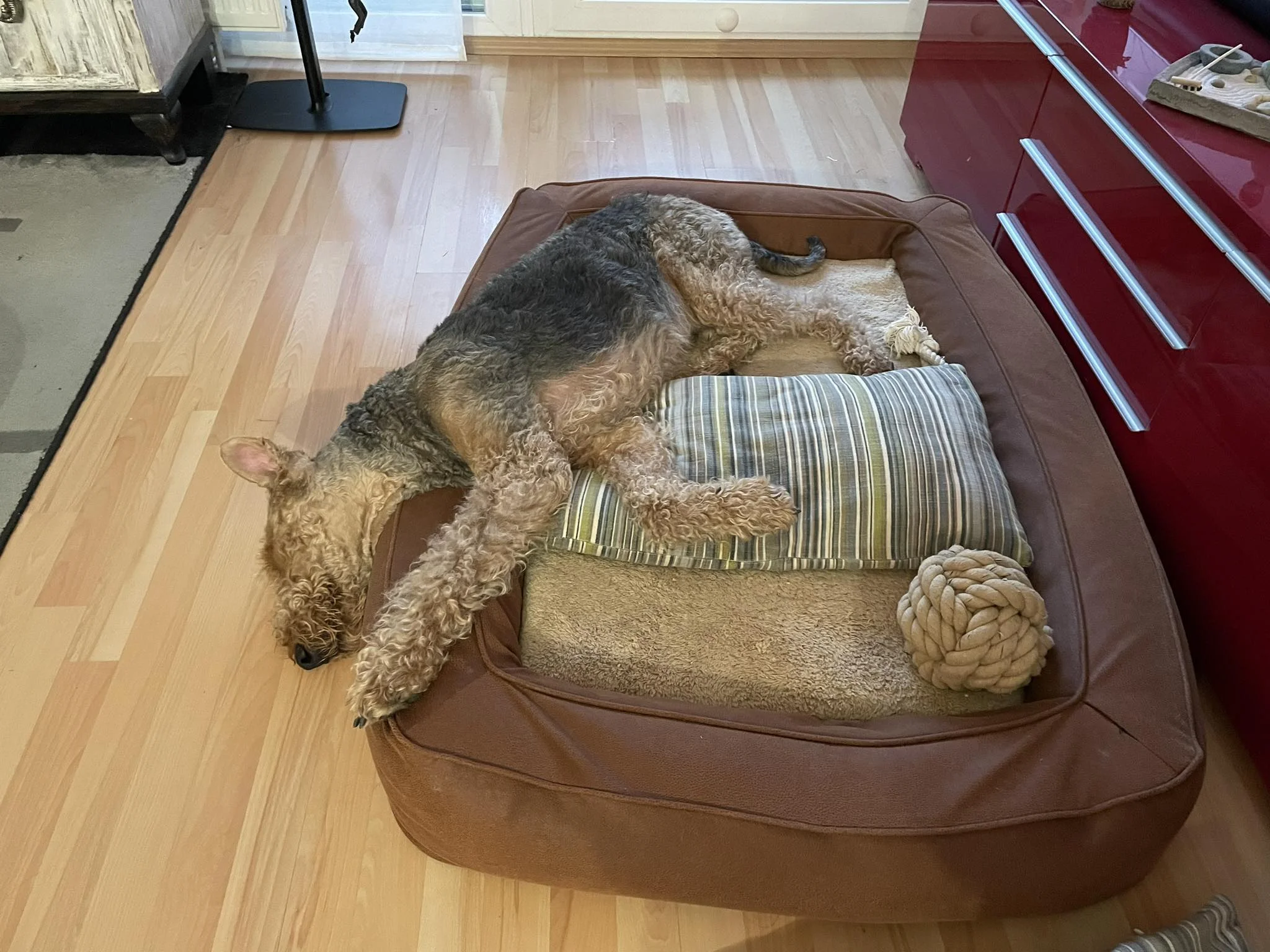 Haustermin Hundetraining