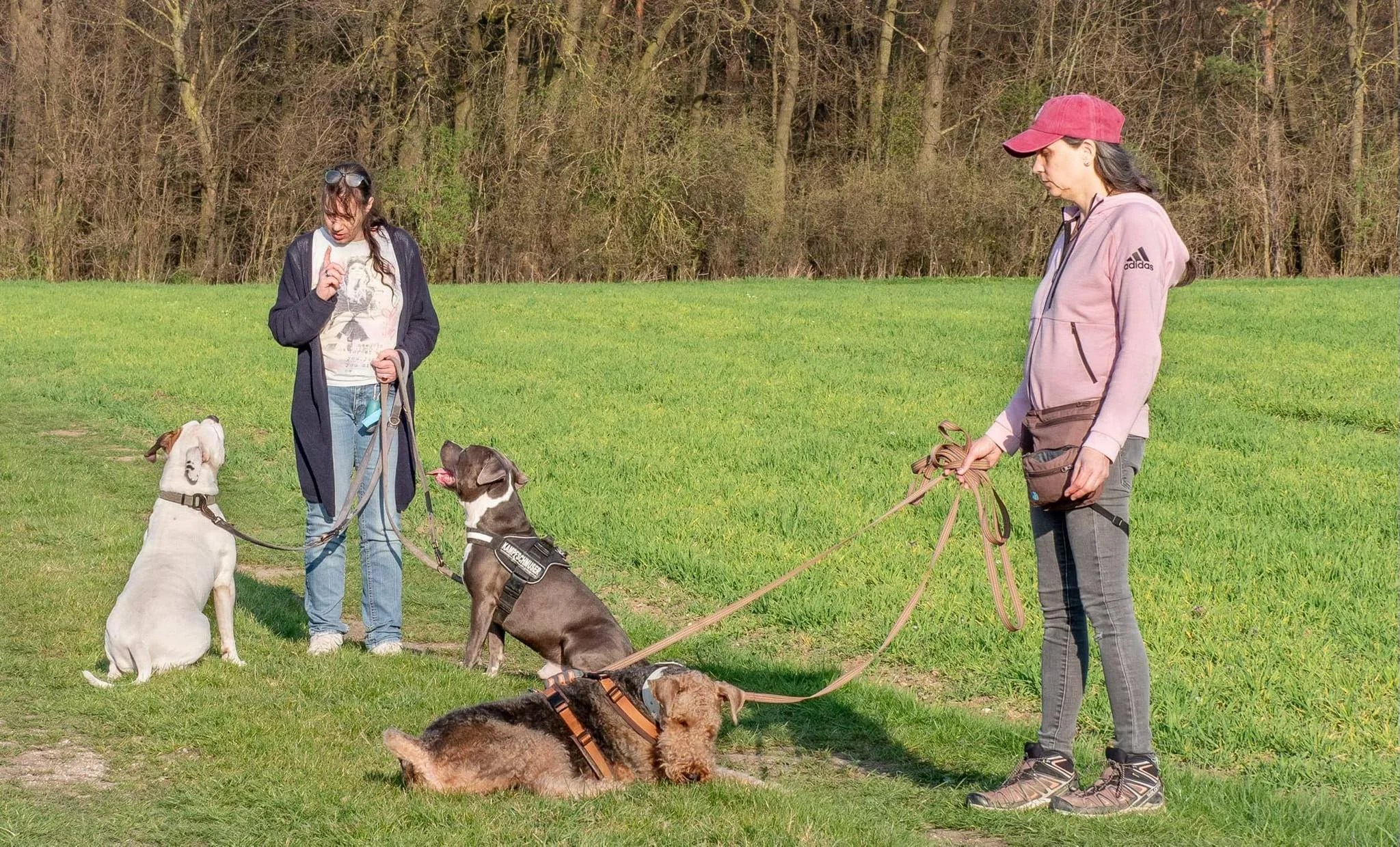 Hundetraining in Amstetten