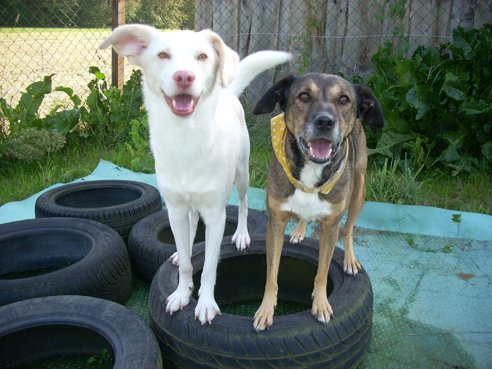 Impressionen aus dem Hundetraining mit Martina Grasser
