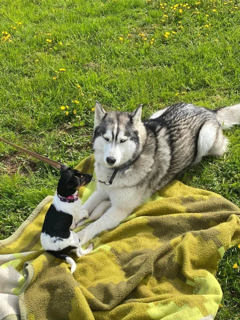 Erfolgreiches Hundetraining