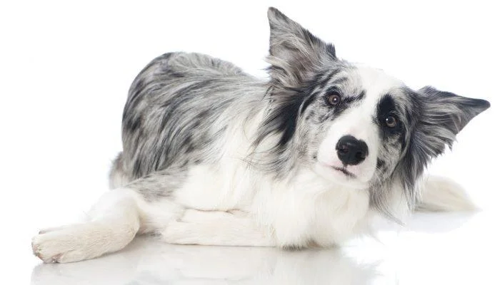 Hundetraining amstetten 4