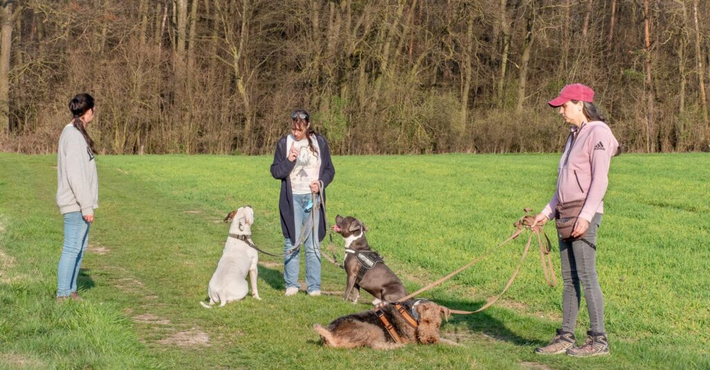 Hundebegegnungen