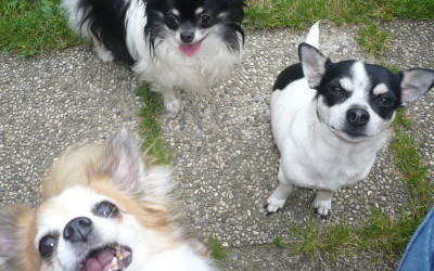 Hundespielgruppe Hundetraining Hundeschule Hundesport 3300
