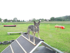 Problemhund Hundetherapie Therapiehund Verhaltenstraining 3300 Amstetten