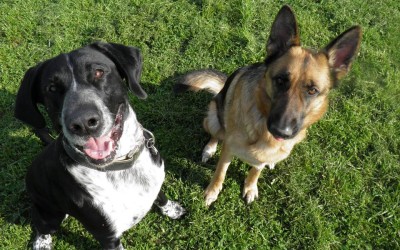 Problemhund Hundetherapie Therapiehund Verhaltenstraining 3300 Amstetten